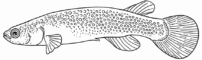 Illustration of a Rivulus gomesi